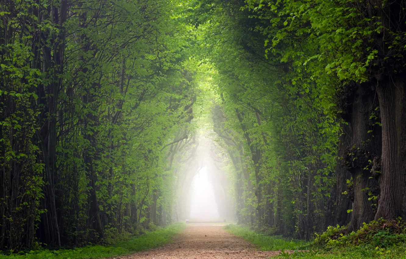 Photo wallpaper road, trees, fog