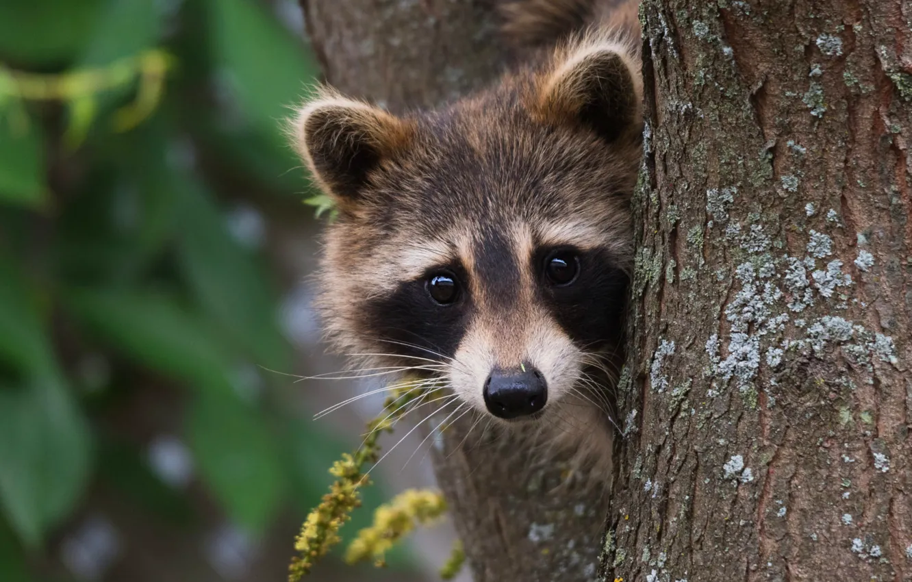 Photo wallpaper look, face, trees, nature, pose, background, portrait, raccoon