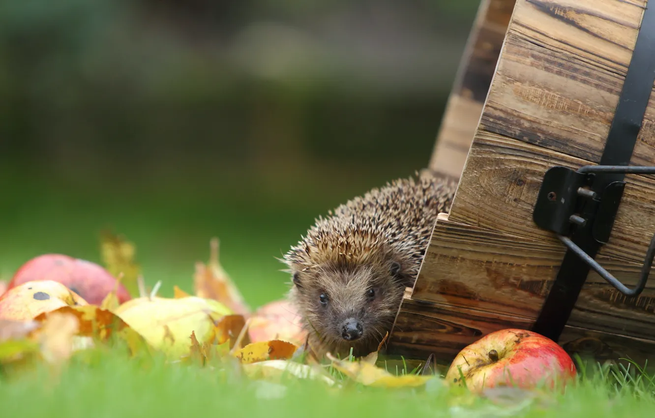 Photo wallpaper nature, apples