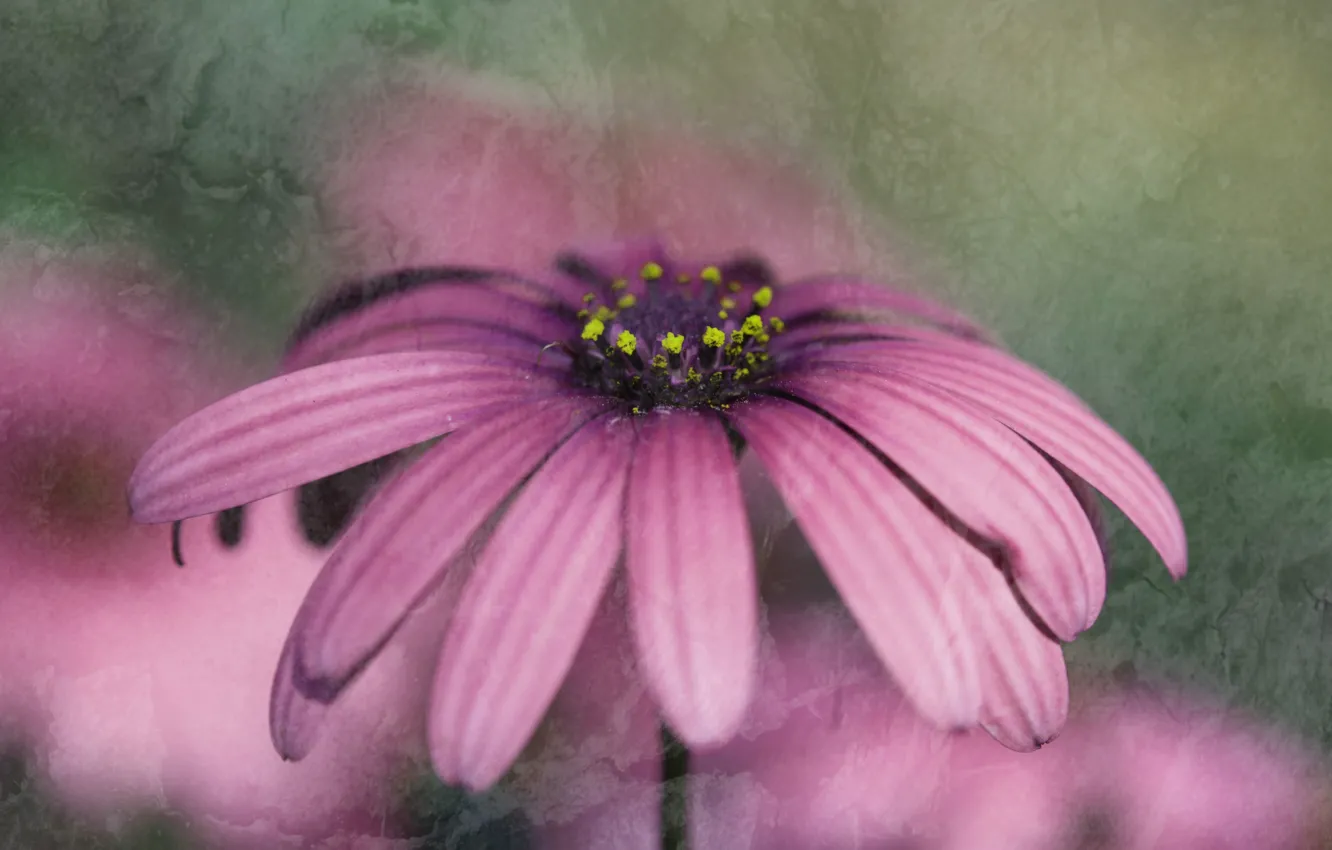 Photo wallpaper flower, pink, flower, pink