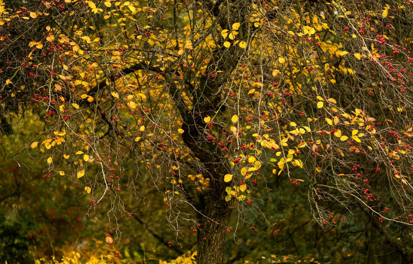 Photo wallpaper autumn, apples, Apple