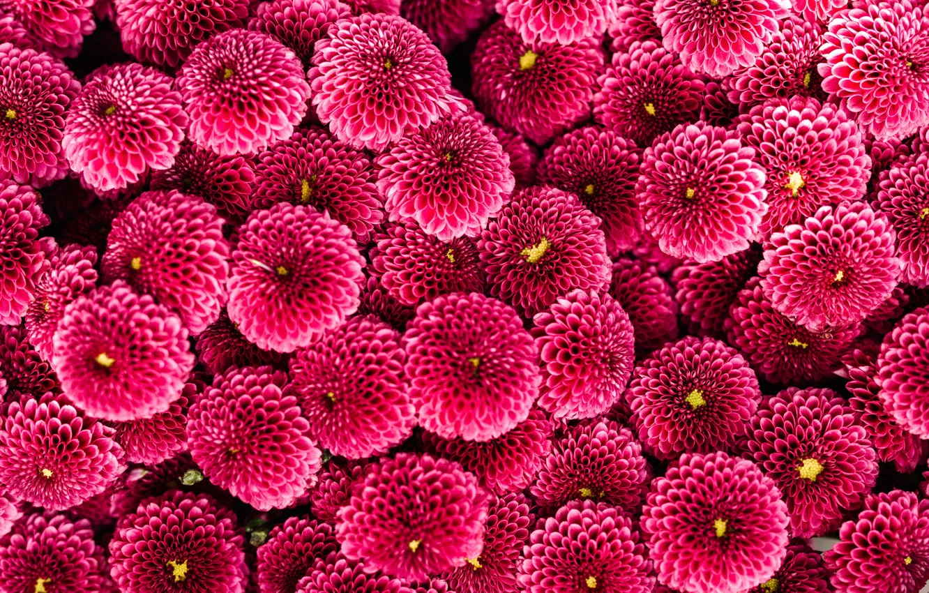 Photo wallpaper beauty, flora, purple flowers, chrysanthemum santini, Karolina Grabowska, chrysanthemum santini purpetta