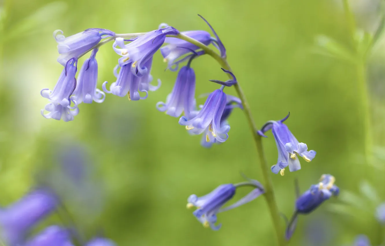 Photo wallpaper blue, stem, bells