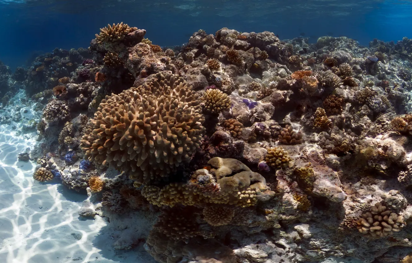 Photo wallpaper sea, corals, reef