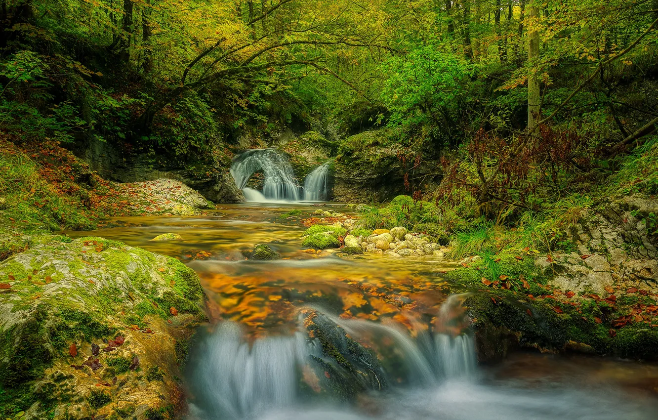 Photo wallpaper forest, leaves, trees, stream, stones, waterfall, moss, Slovenia