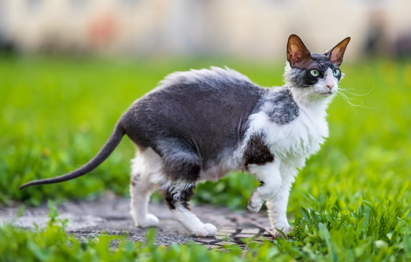 Photo wallpaper cat, cat, Sphinx, Cornish Rex
