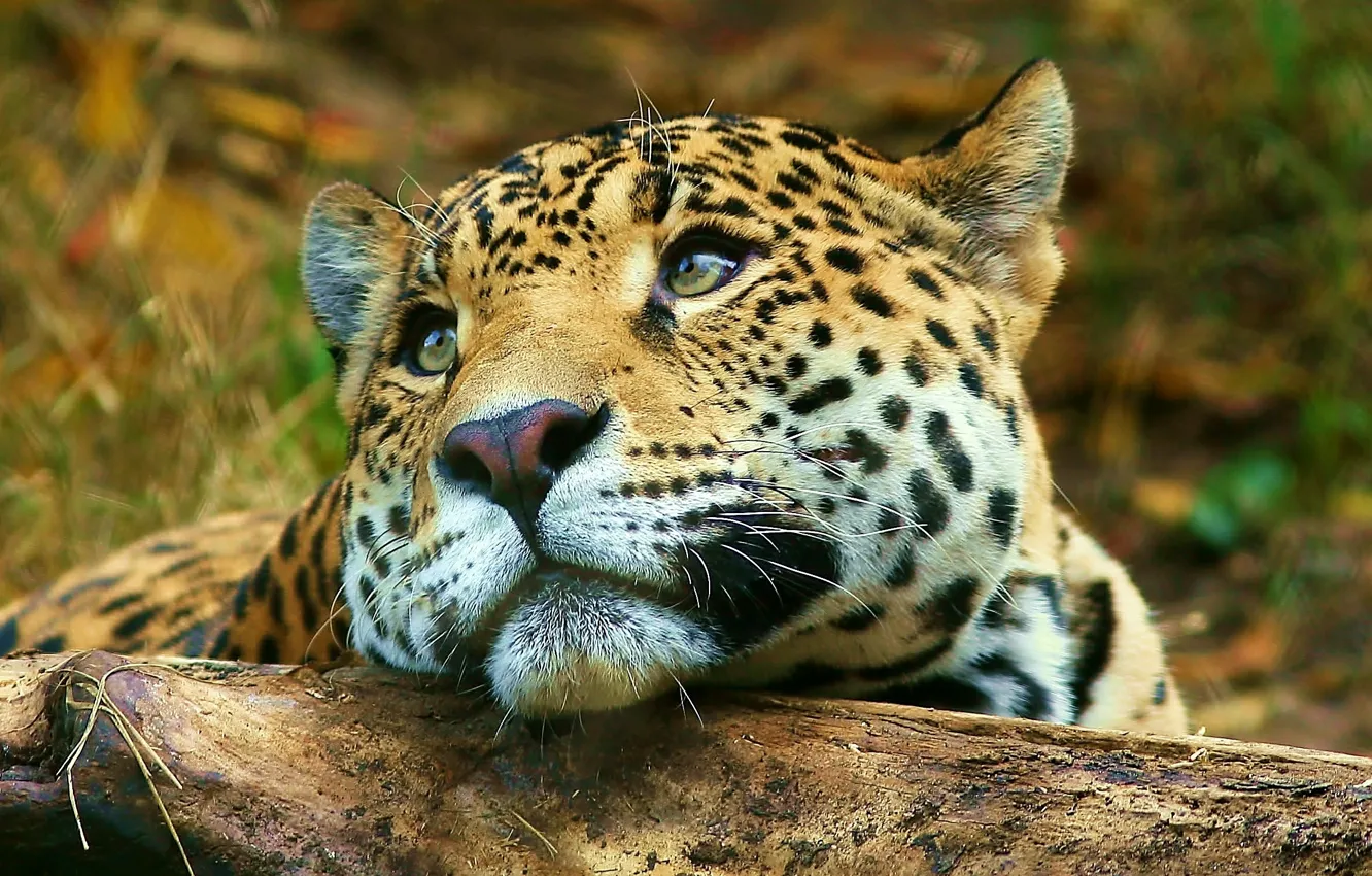 Photo wallpaper look, leopard, lies, leopard