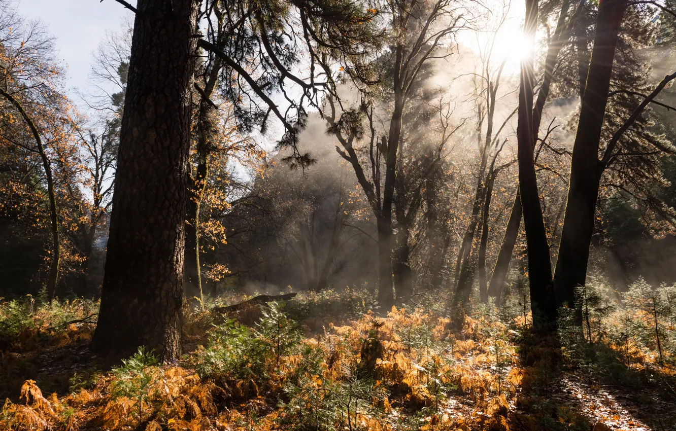 Photo wallpaper autumn, forest, nature