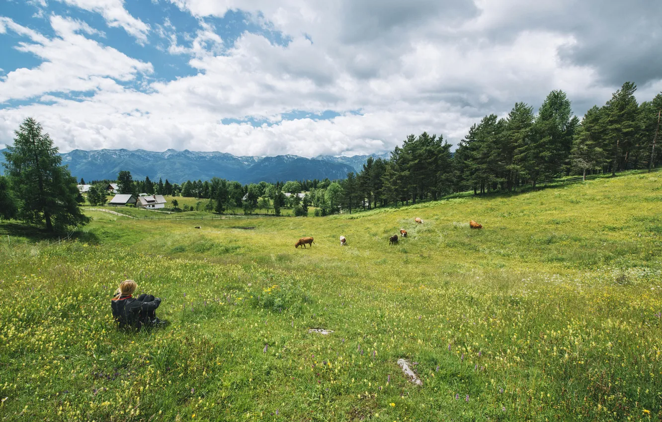 Photo wallpaper the sky, clouds, trees, nature, cows, pasture, meadow