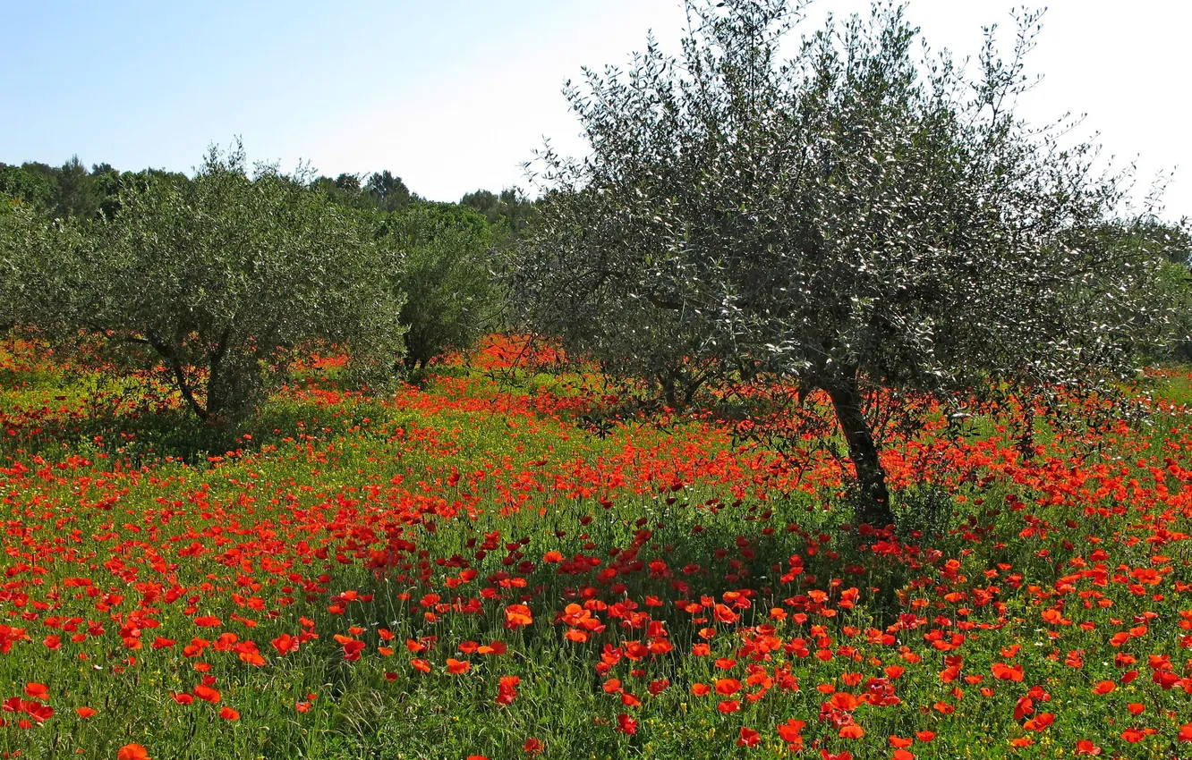 Photo wallpaper field, summer, landscape, flowers, red, nature, Maki, meadow
