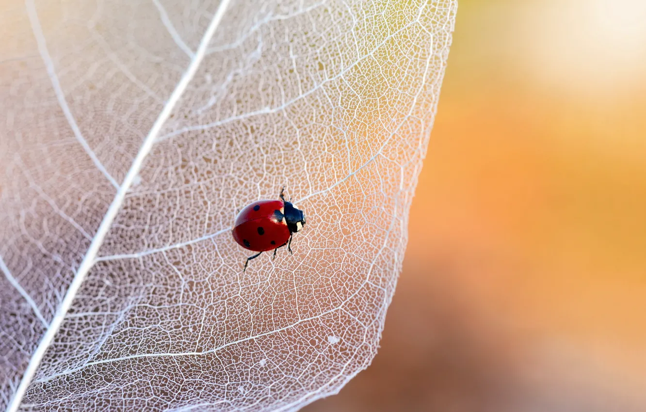 Photo wallpaper macro, leaf, ladybug, insect
