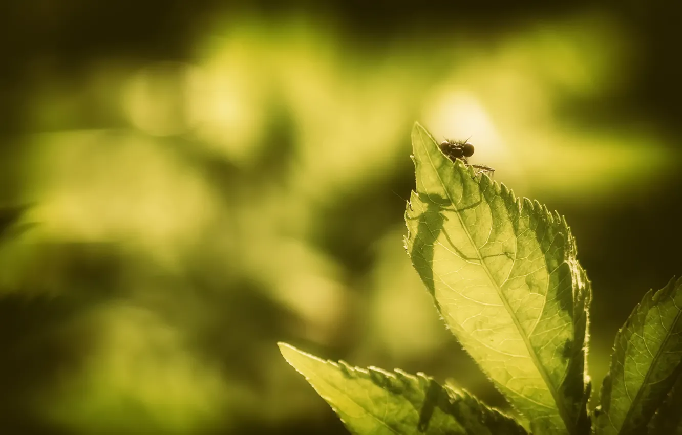 Photo wallpaper leaves, background, insect