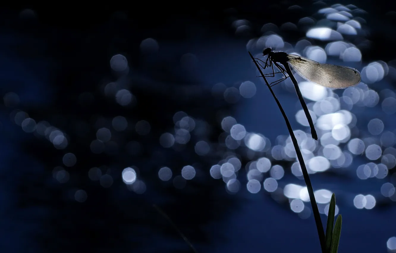 Photo wallpaper night, wings, dragonfly, silhouette, insect, a blade of grass, bokeh, Wallpaper from lolita777