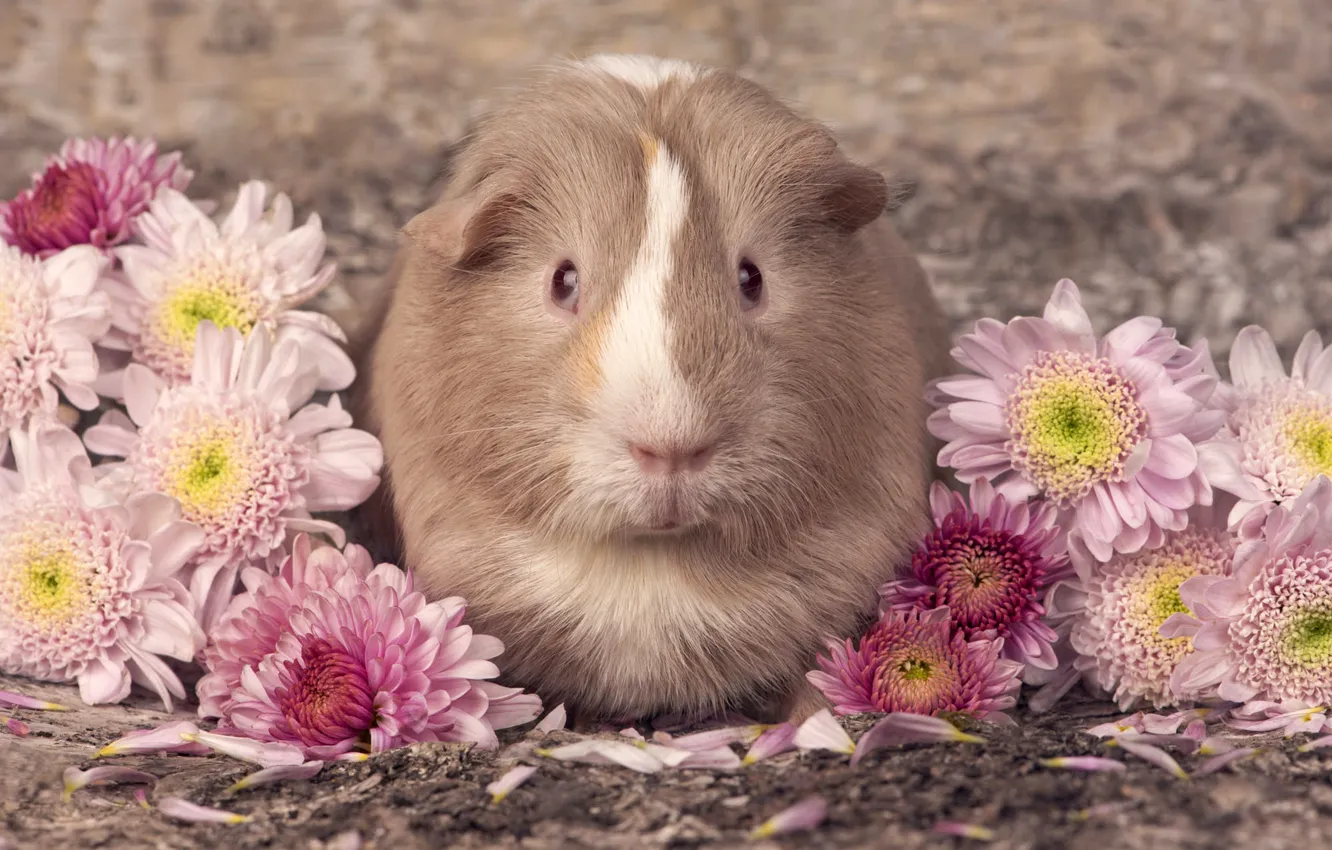 Photo wallpaper flowers, pose, muzzle, Guinea pig