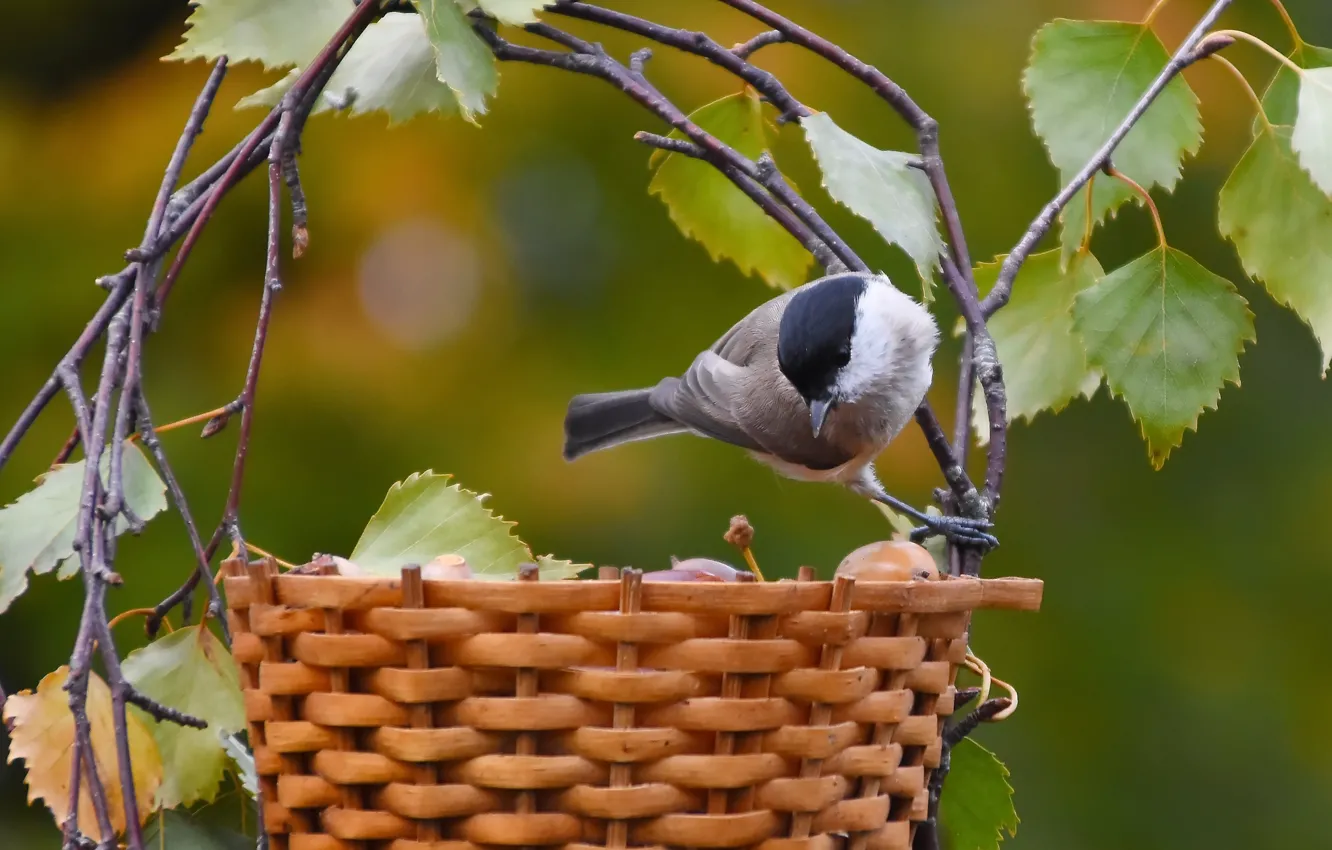 Photo wallpaper autumn, nature, bird, October