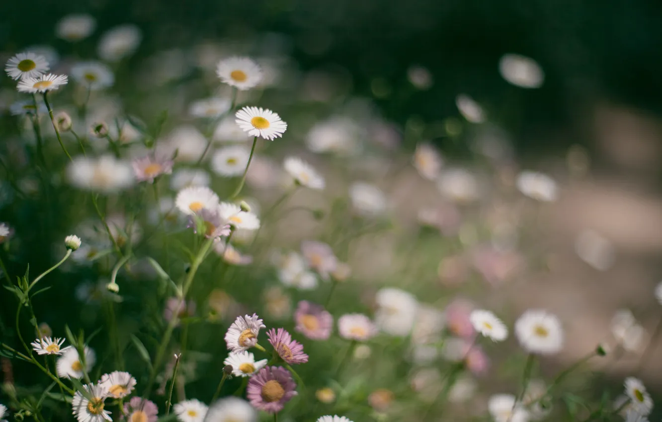 Photo wallpaper grass, flowers, chamomile
