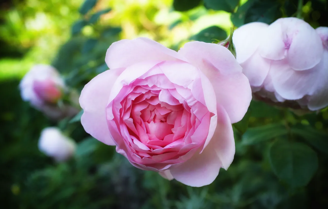 Photo wallpaper flowers, roses, garden, pink, buds, bokeh