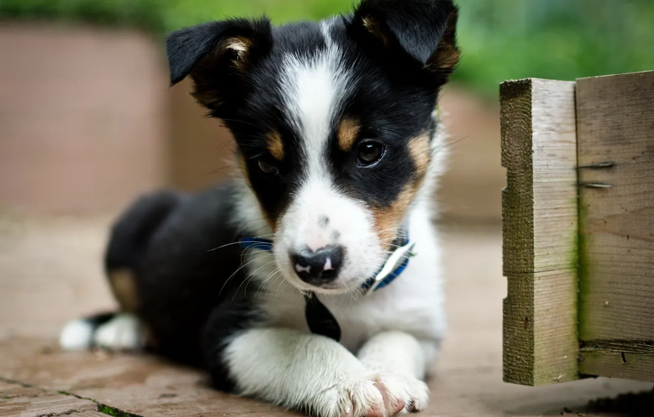 Photo wallpaper sweetheart, puppy, black and white, very beautiful