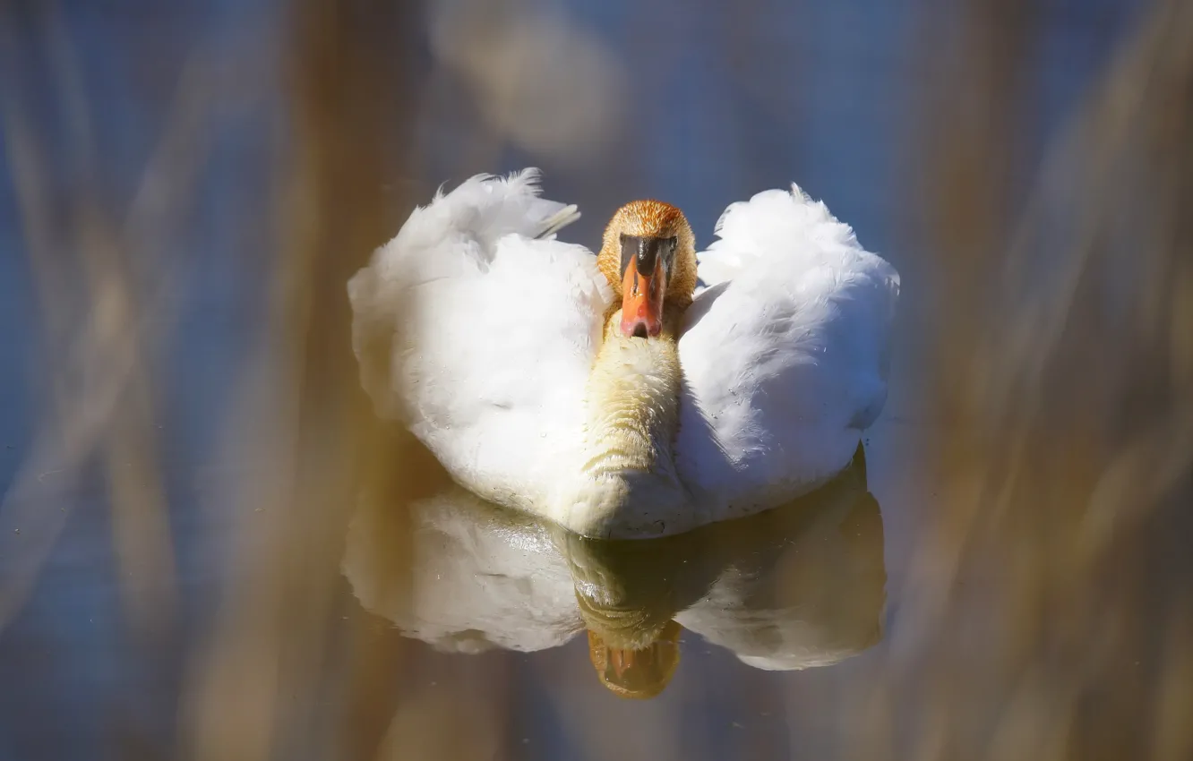 Photo wallpaper white, grass, water, nature, pose, pond, reflection, background