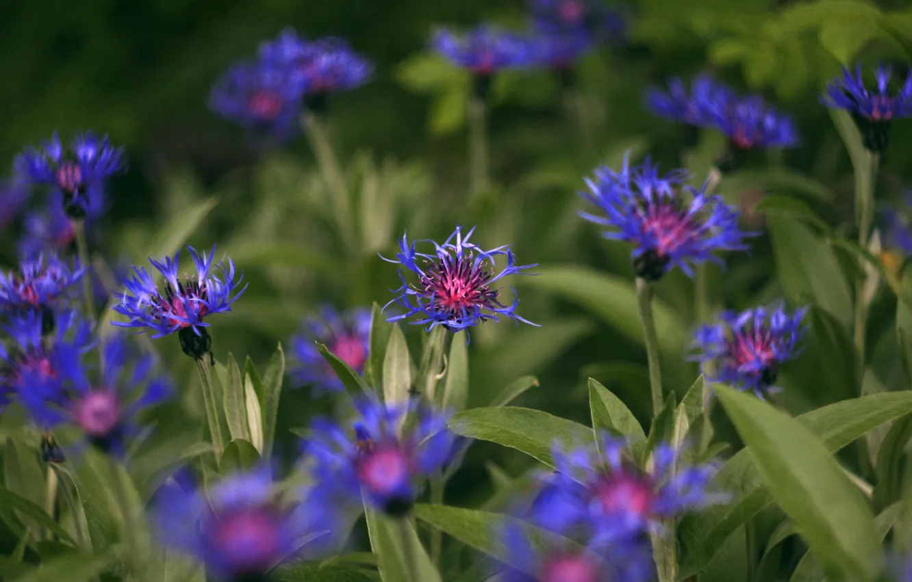 Photo wallpaper blue, spring, cornflower, garden