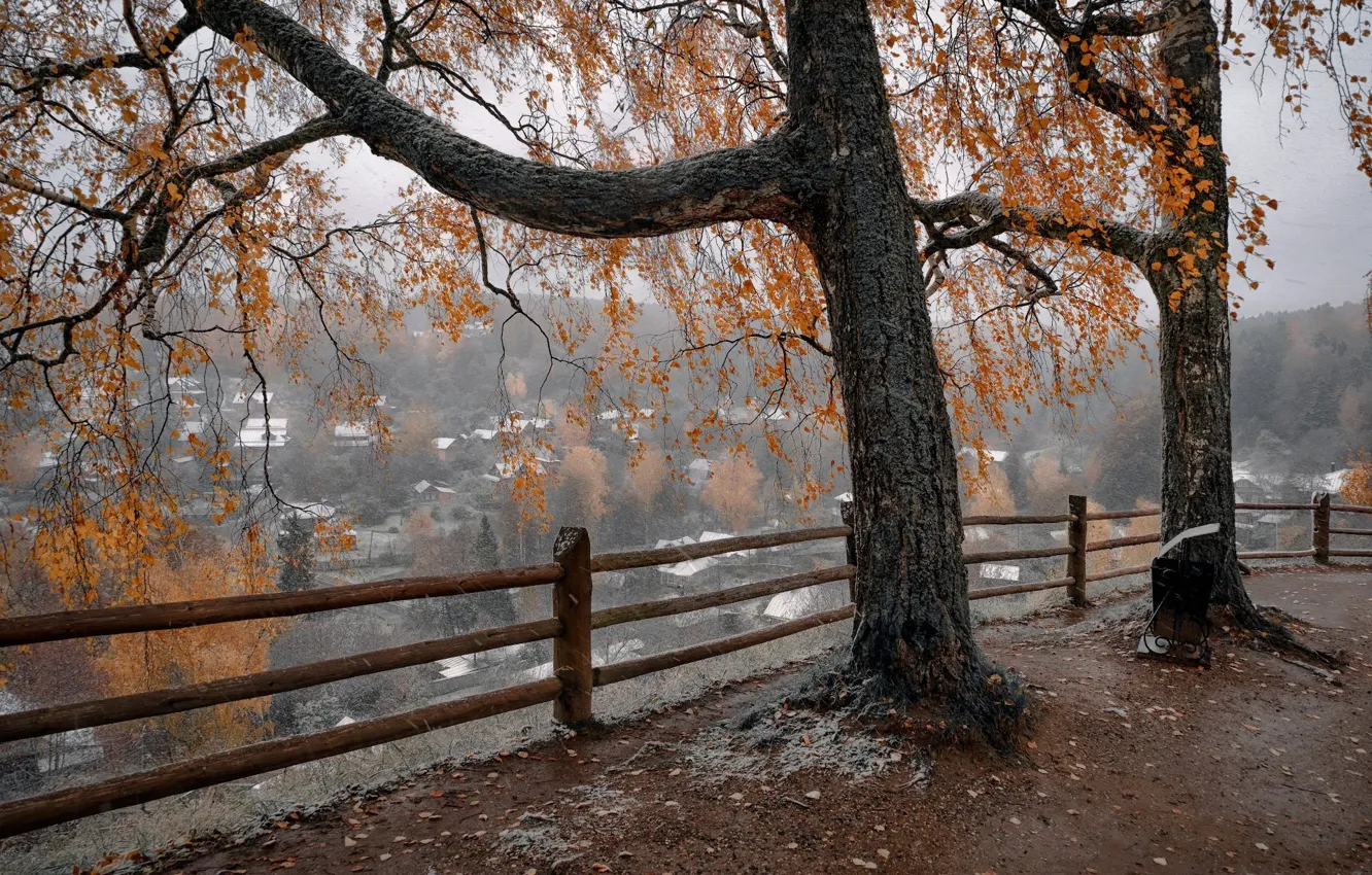 Photo wallpaper roof, autumn, trees, fog, open, branch, foliage, village