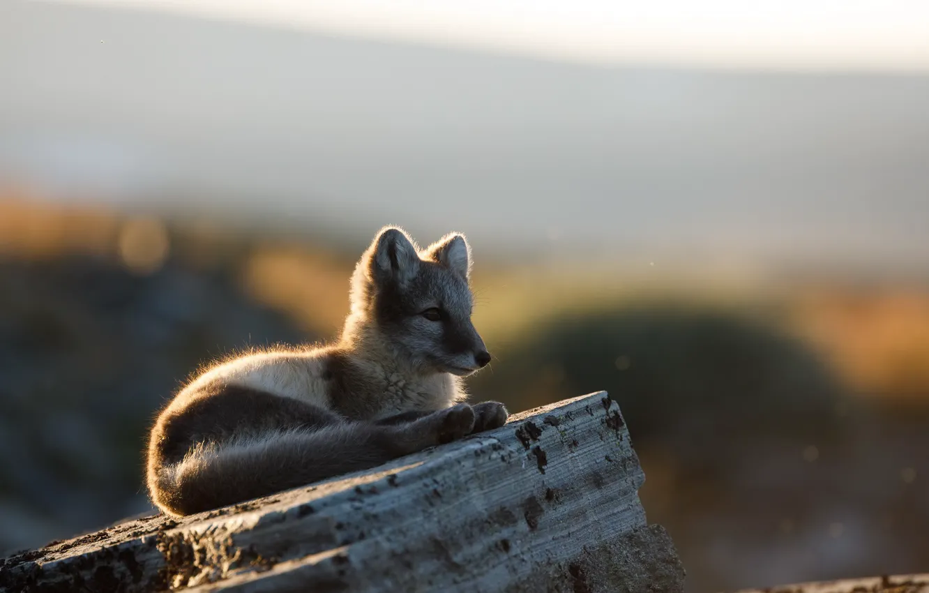 Photo wallpaper nature, background, Arctic fox