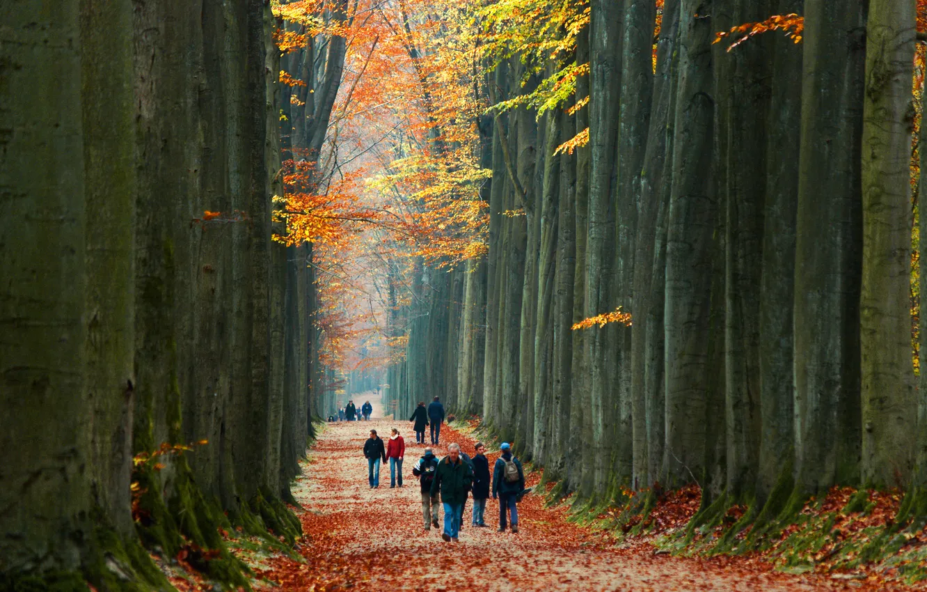 Photo wallpaper autumn, forest, leaves, trees, Park, people, alley