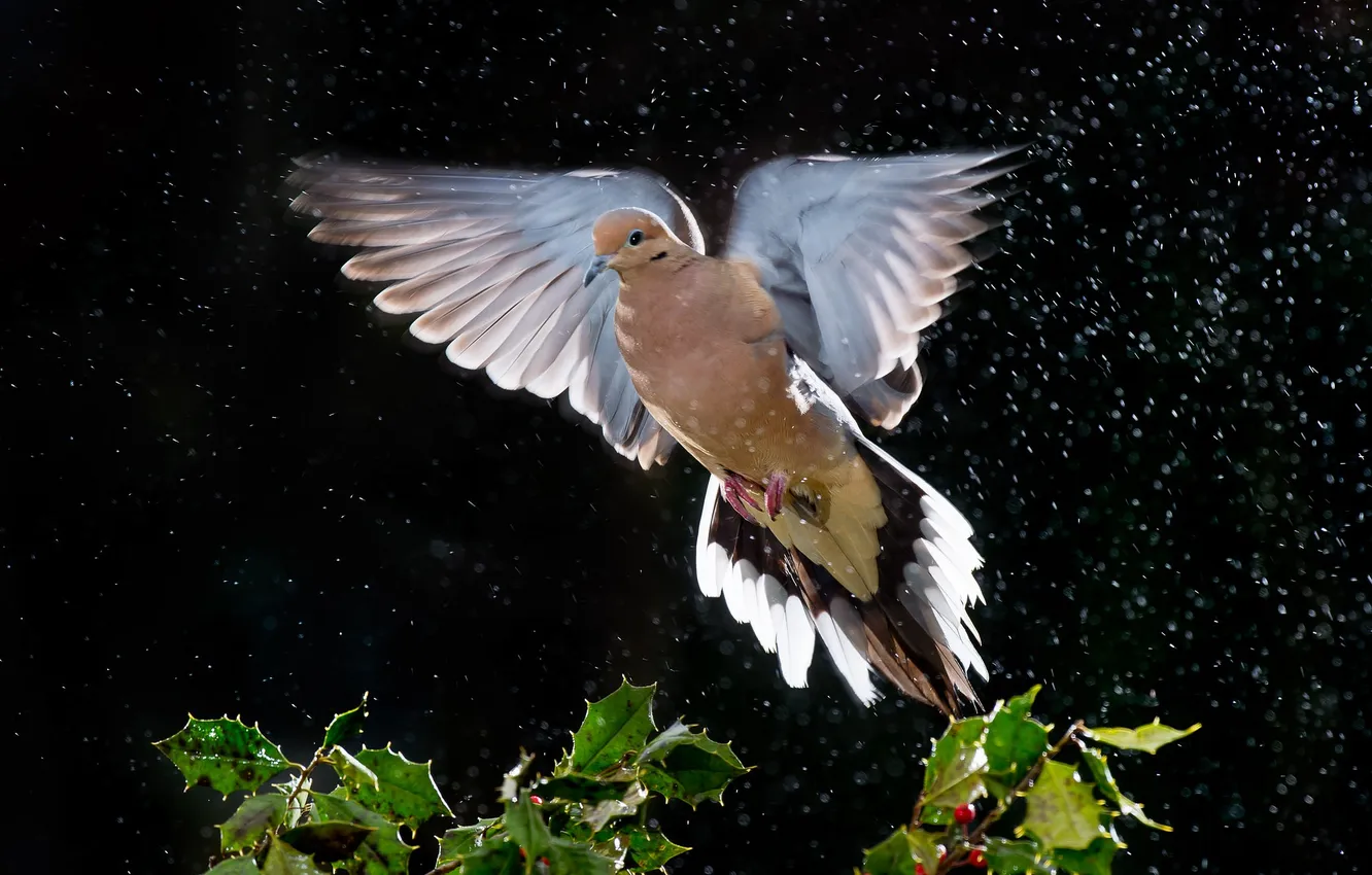 Photo wallpaper rain, bird, dove