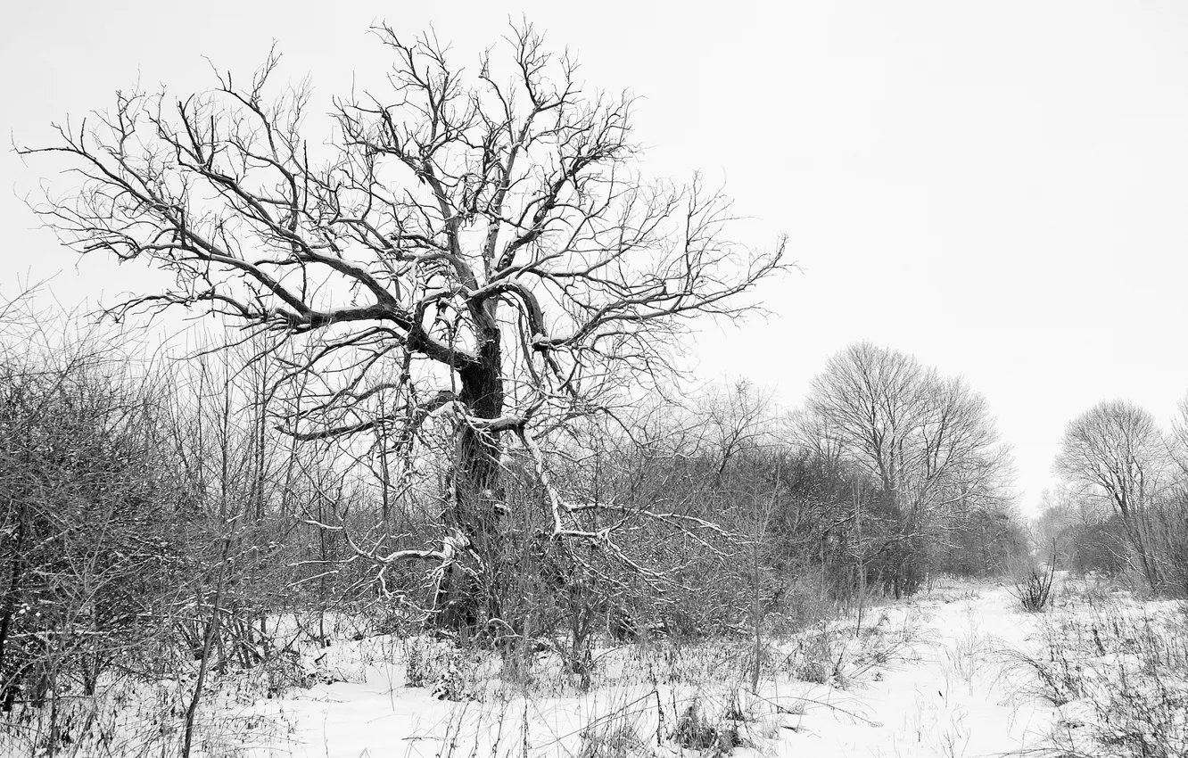 Photo wallpaper winter, snow, trees