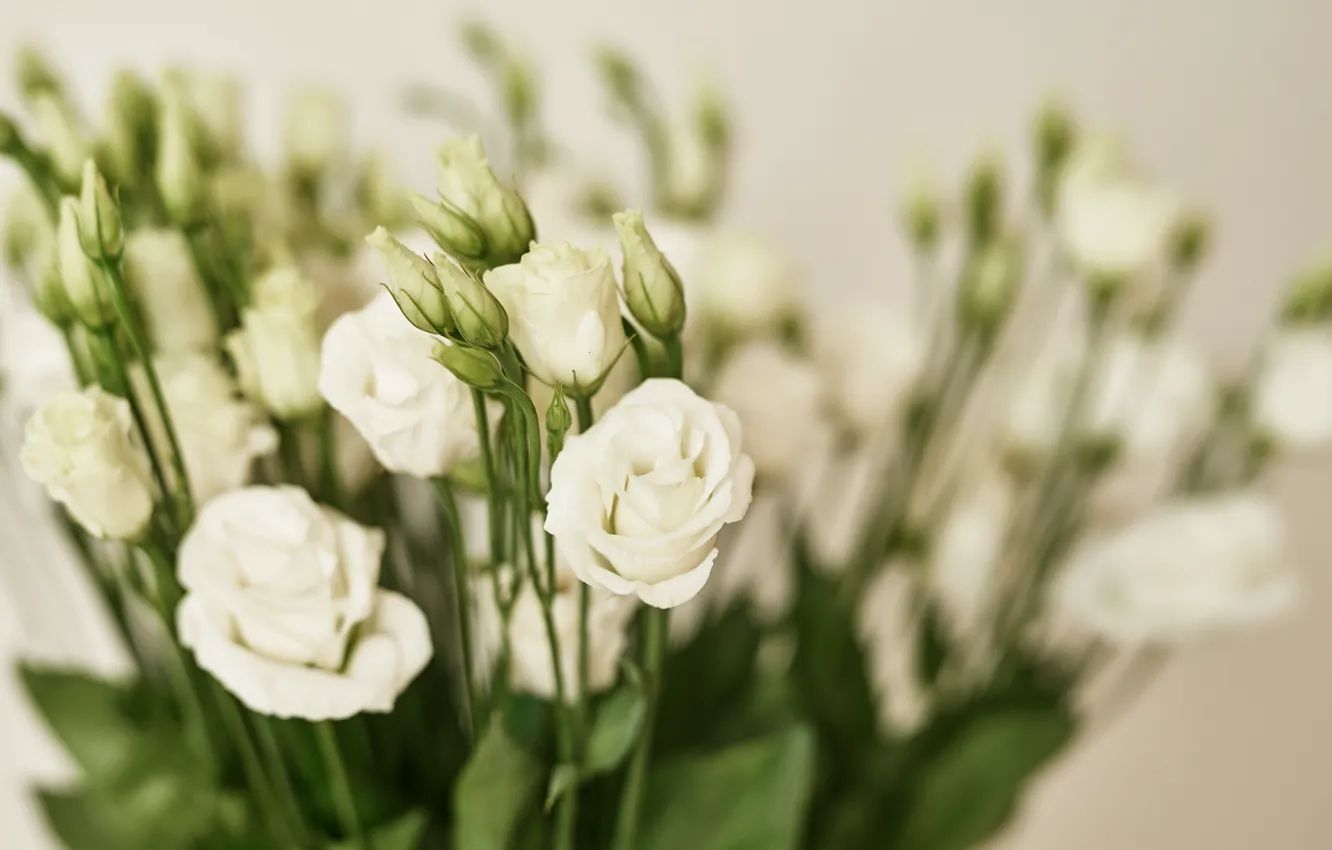 Photo wallpaper white, background, bouquet, eustoma, Yarovoy Aleksandr
