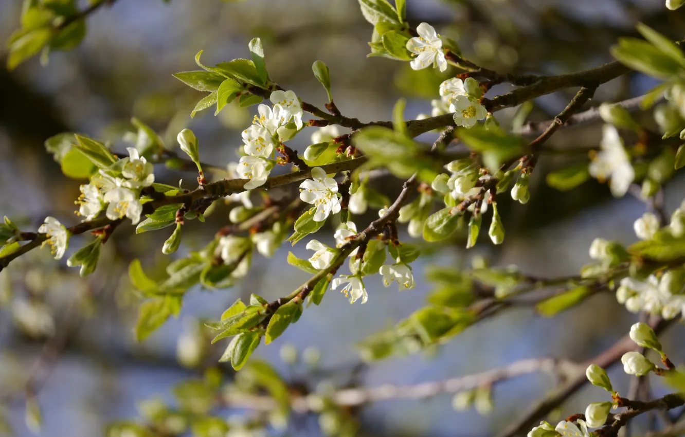 Photo wallpaper leaves, trees, flowers, branches, spring, drain