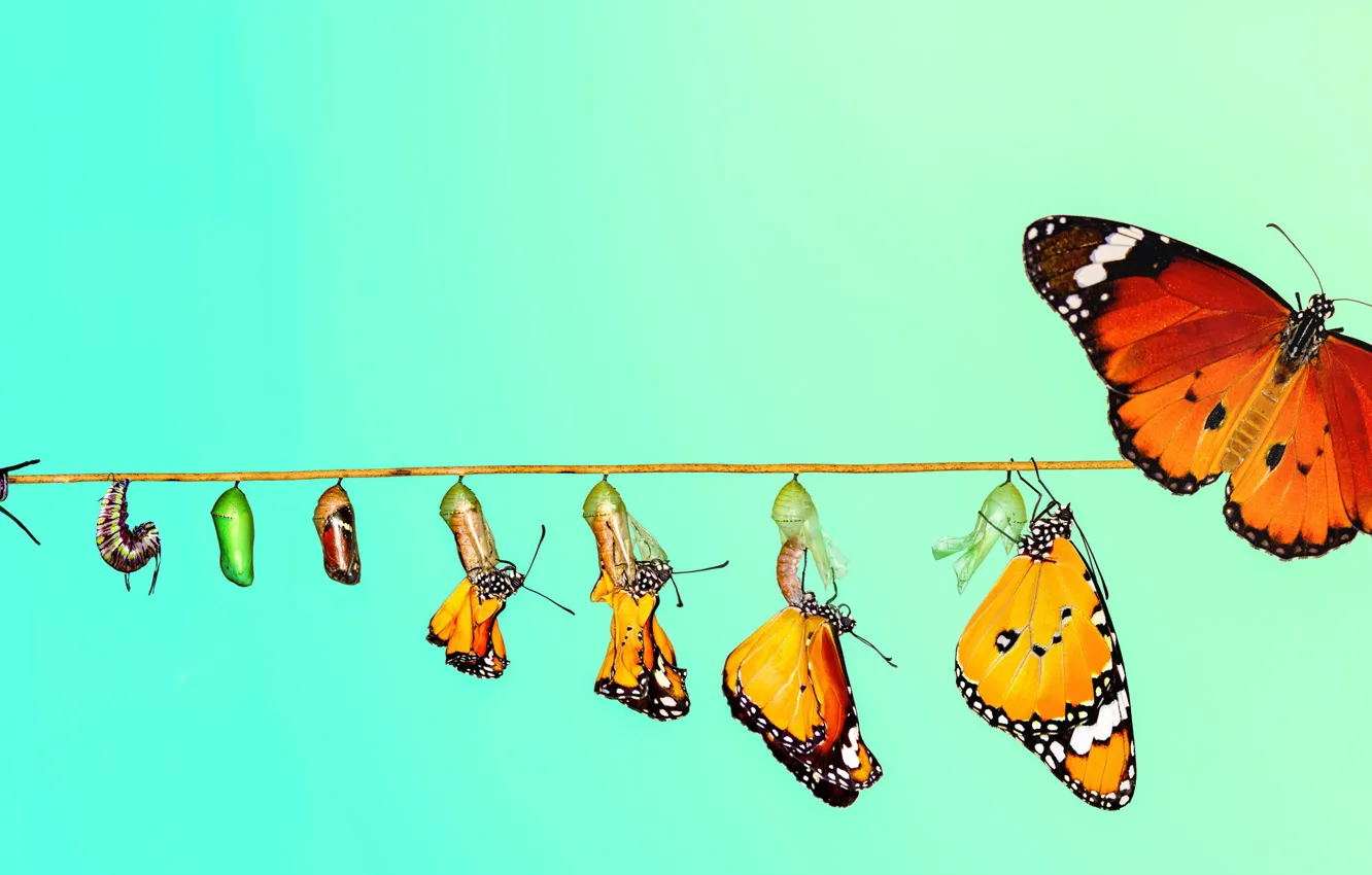 Photo wallpaper caterpillar, butterfly, butterfly, transformation, conversion, caterpillar, mustafa ozturk