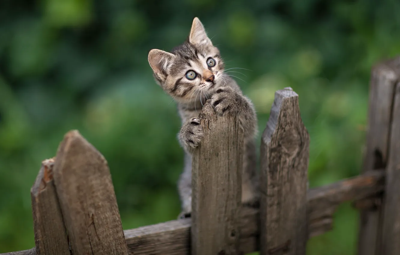 Photo wallpaper look, animal, the fence, kitty, Yuriy Korotun