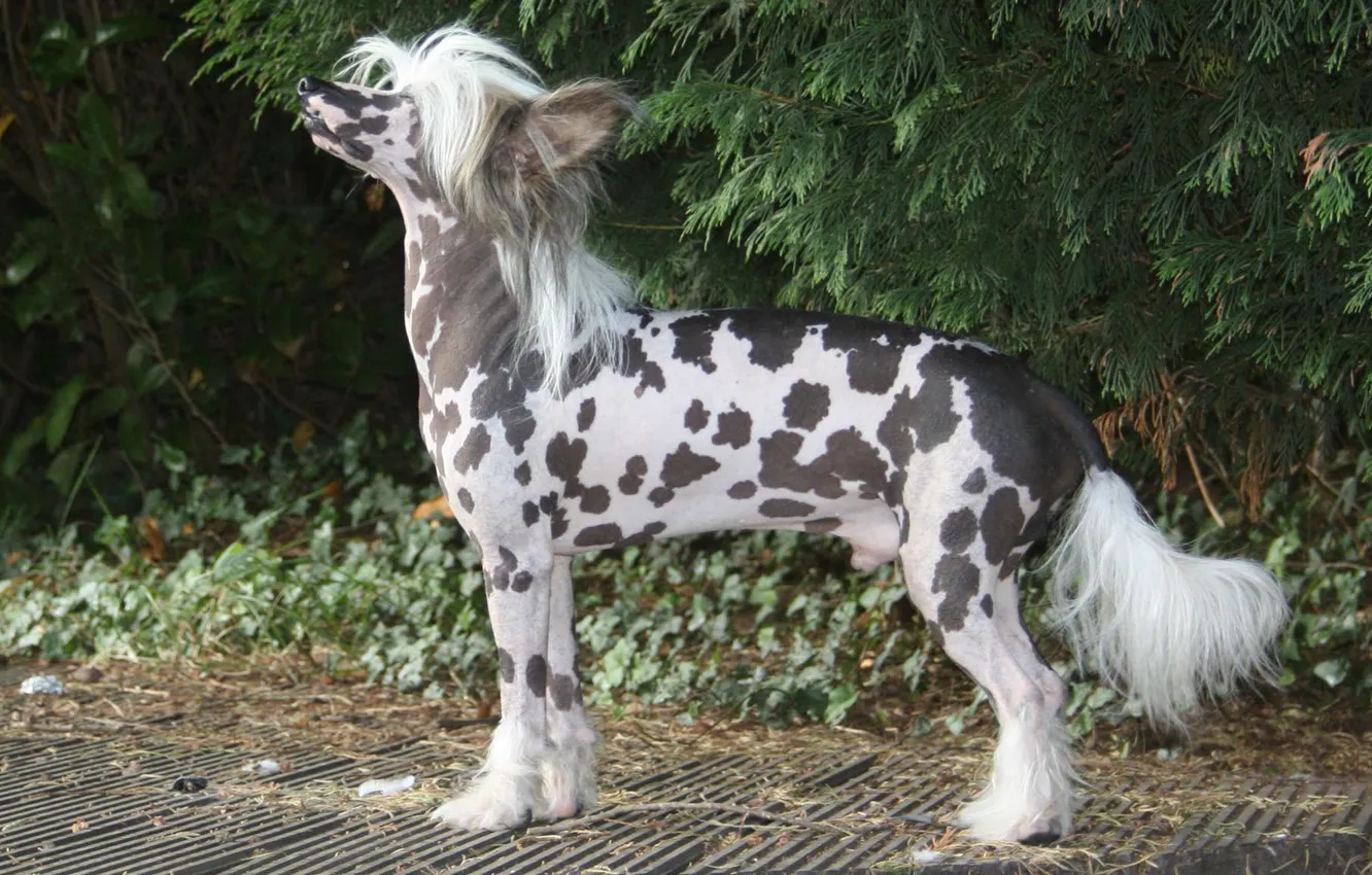 Photo wallpaper glade, dog, Chinese crested dog