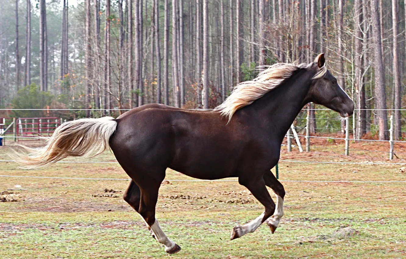 Photo wallpaper trees, animal, horse, Hoofed