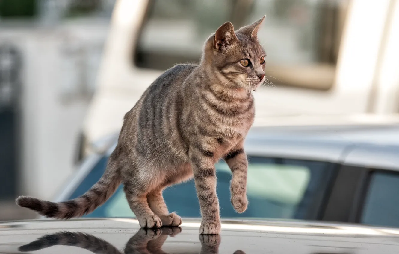 Photo wallpaper grey, kitty, cat