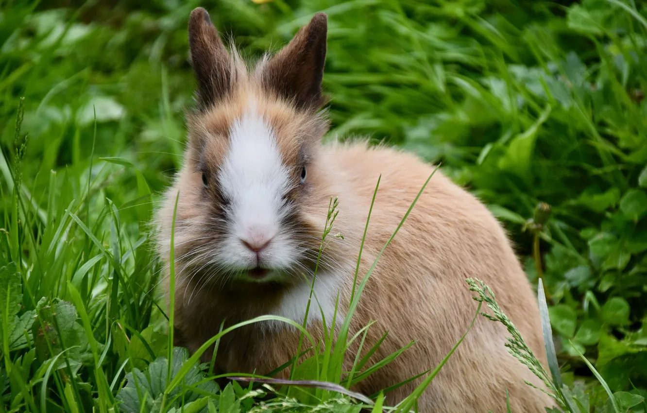 Photo wallpaper grass, face, rabbit