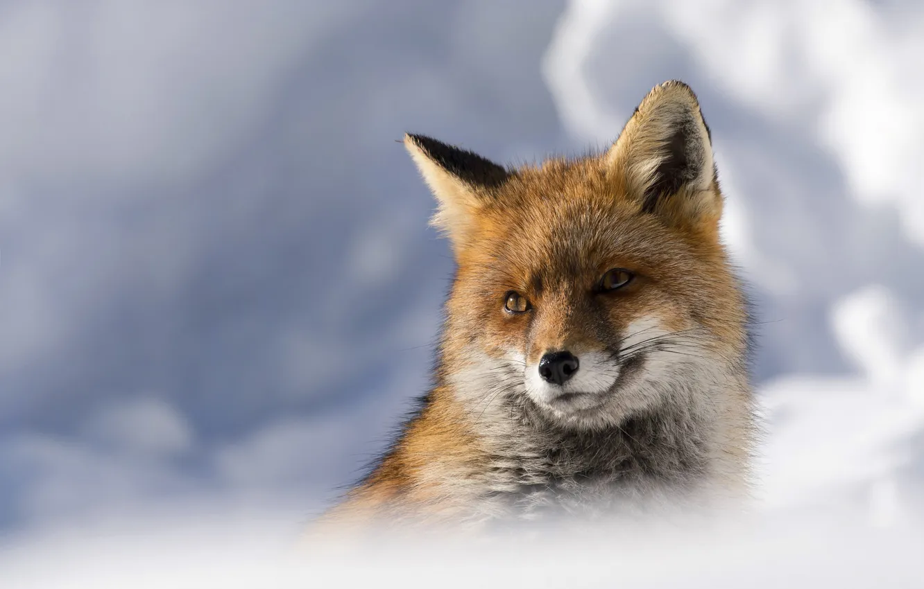 Photo wallpaper winter, look, snow, nature, portrait, Fox, face, bokeh