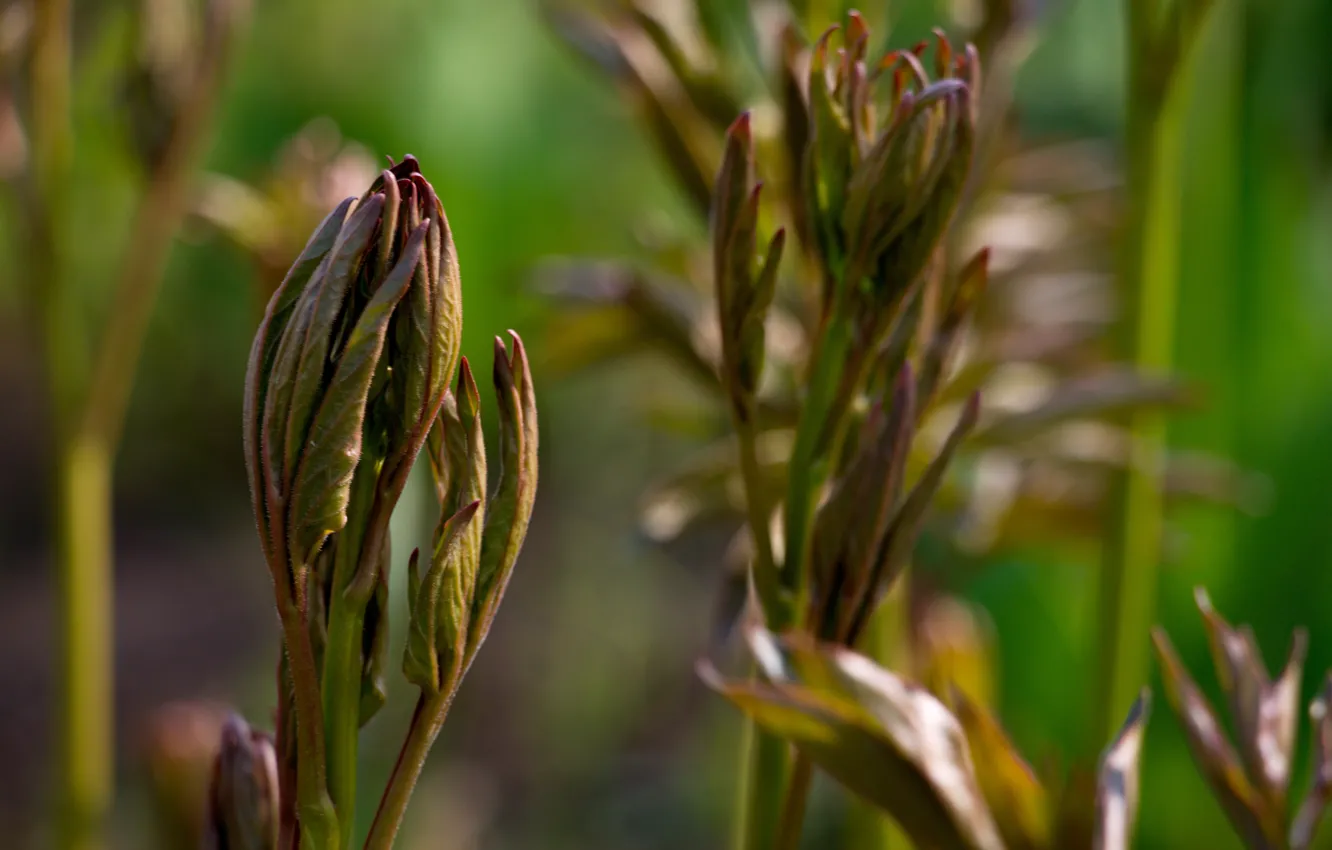 Photo wallpaper foliage, beginning, the foliage of peony