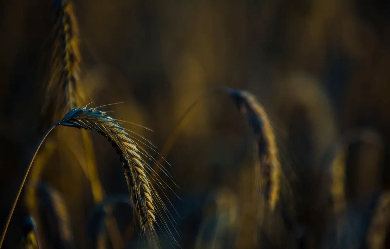 Photo wallpaper wheat, field, macro, background, widescreen, Wallpaper, rye, blur