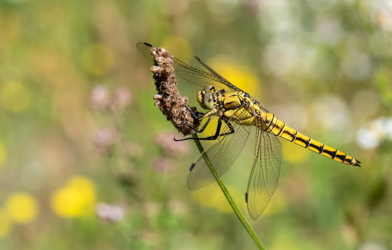 Photo wallpaper macro, plant, dragonfly