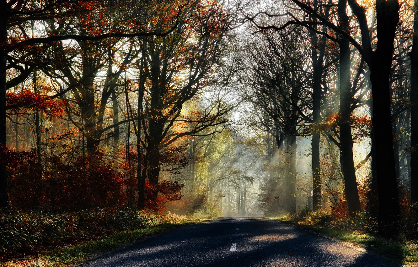 Photo wallpaper road, autumn, forest, leaves, trees, nature, Park, colors