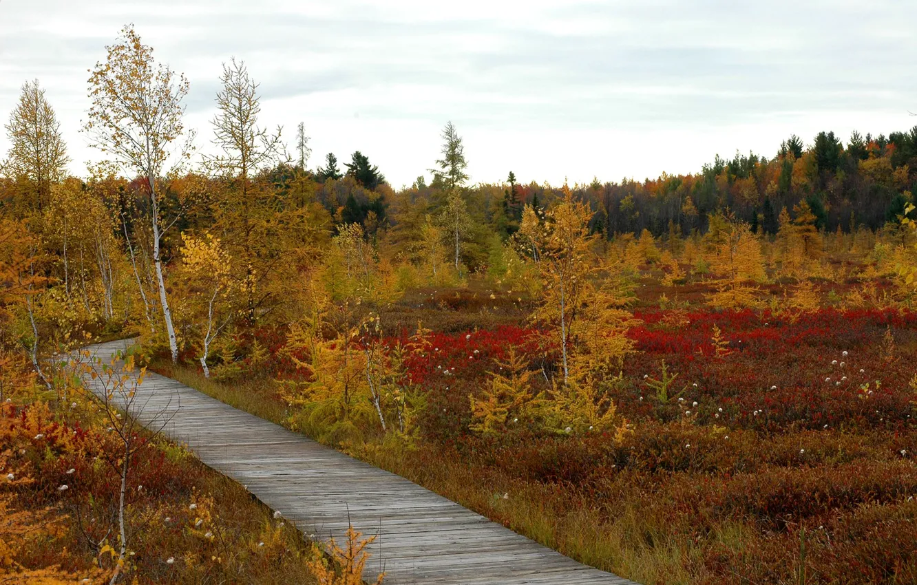 Photo wallpaper autumn, the sky, clouds, trees, swamp, track, gat