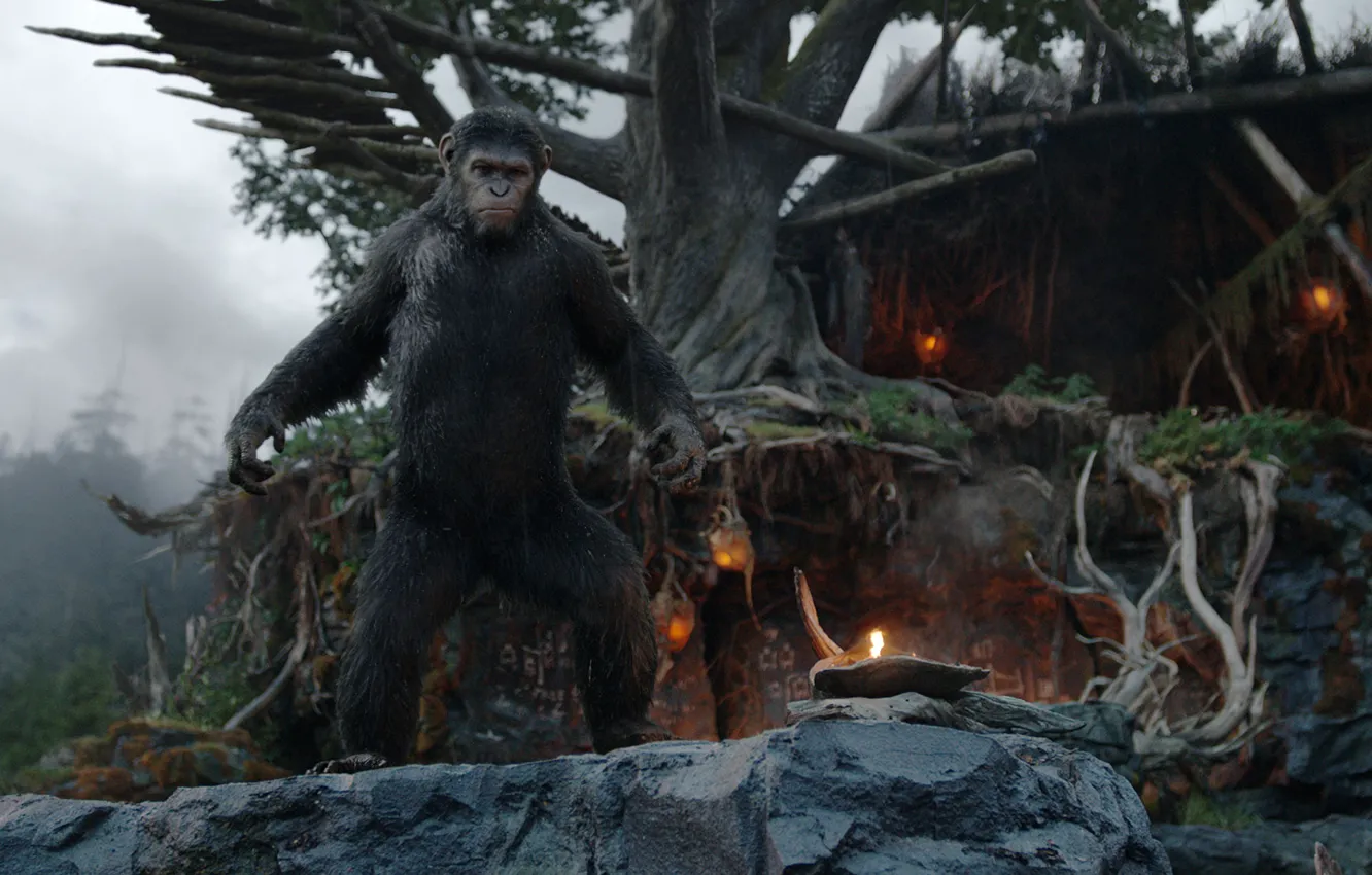 Photo wallpaper revolution, Caesar, Caesar, Dawn of the Planet of the Apes, Planet of the apes