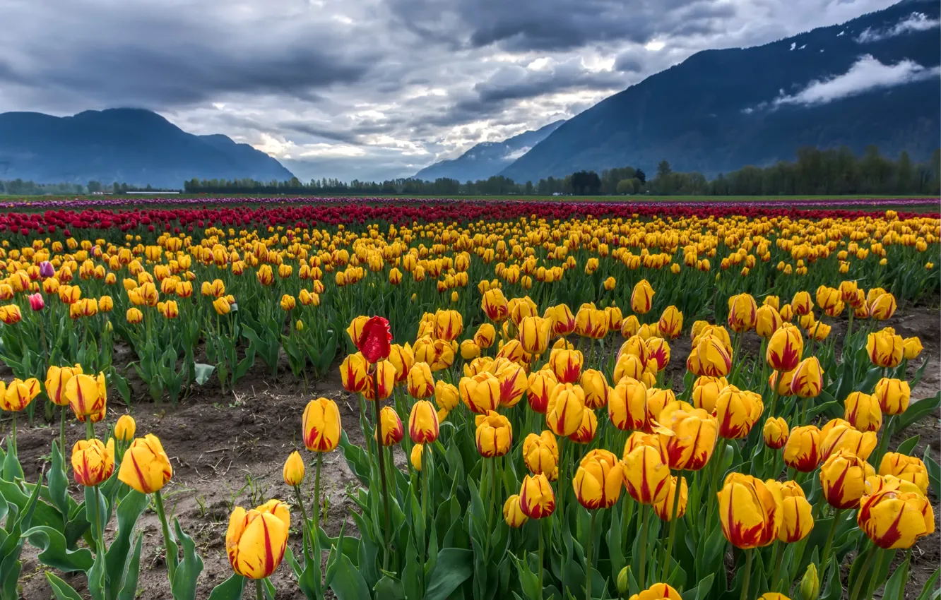 Photo wallpaper field, clouds, landscape, mountains, yellow, tulips, red, colorful