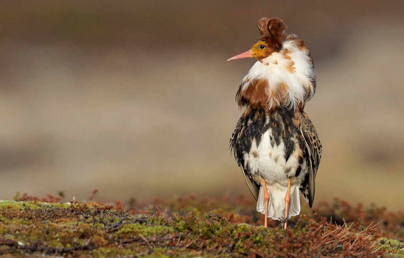 Photo wallpaper bird, Snipe, Turukhtans
