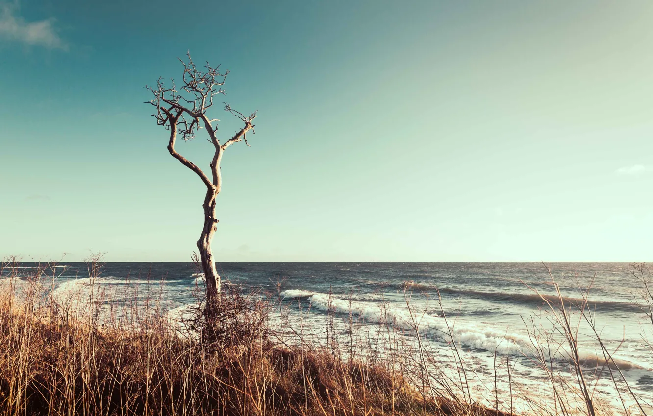 Photo wallpaper waves, beach, tree