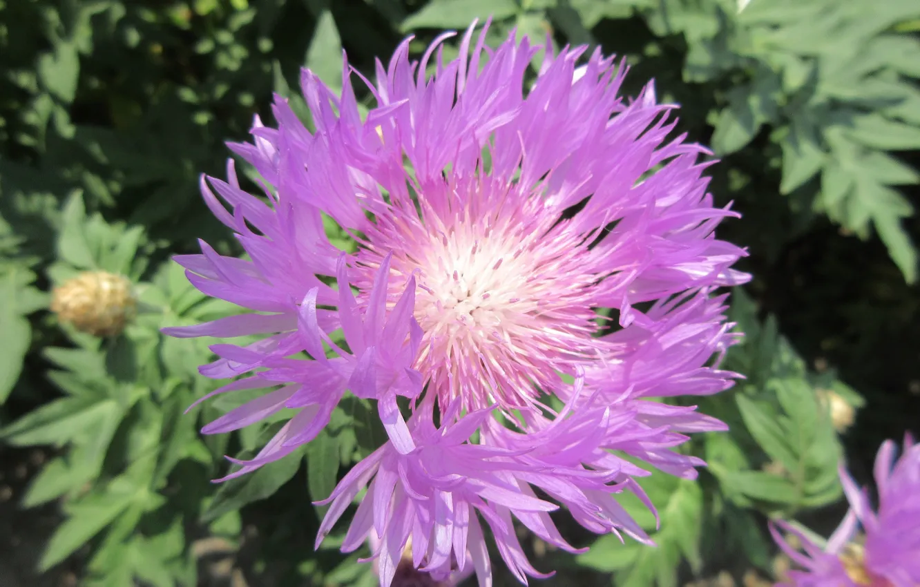 Photo wallpaper flowers, lilac, Meduzanol ©, Summer 2018