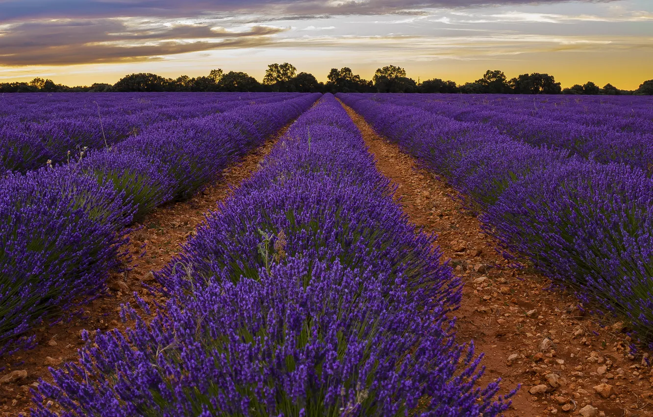 Photo wallpaper summer, flowers, lavender