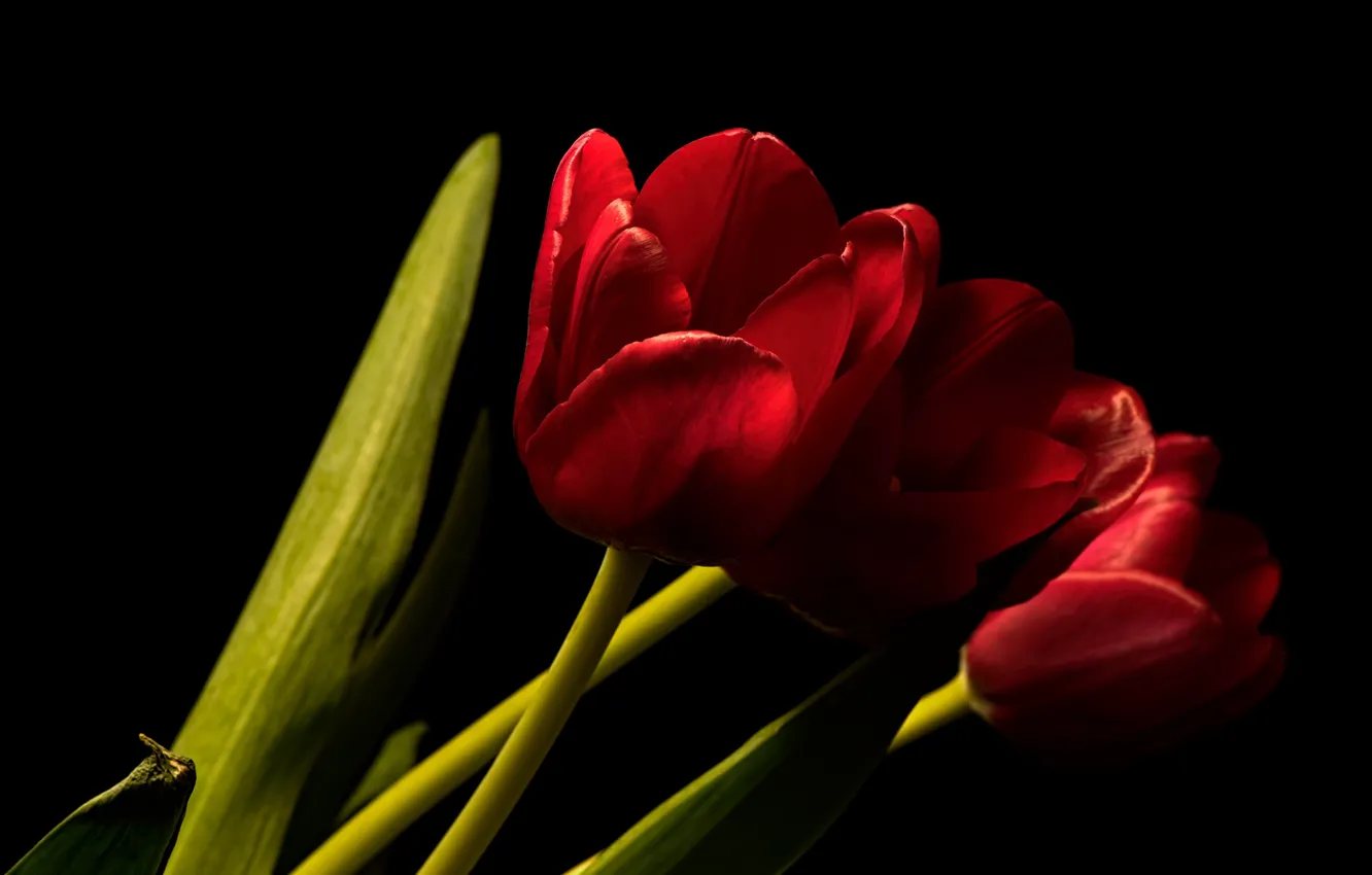 Photo wallpaper flowers, background, tulips